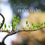 Artwork - Tiếng gọi mùa xuân