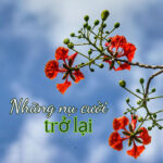 artwork - Những nụ cười trở lại